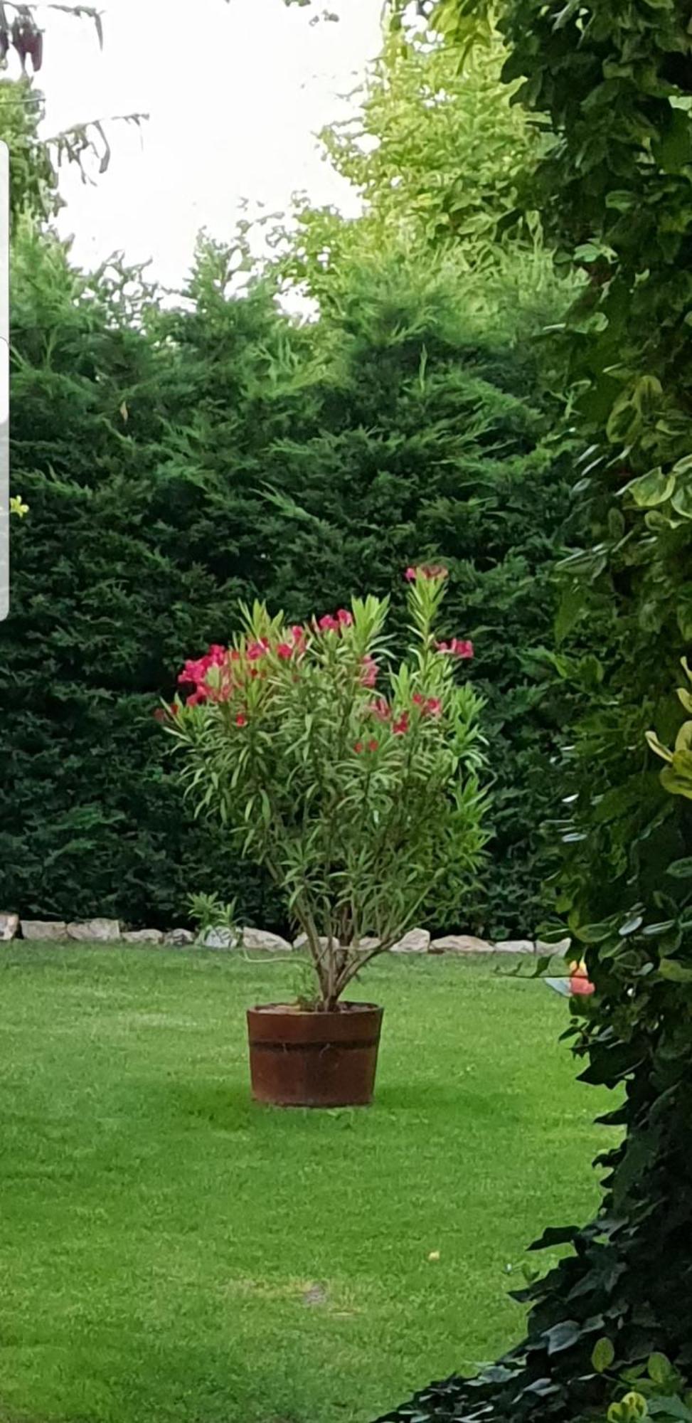 Füred Deluxe Garden Apartment Balatonfüred Buitenkant foto